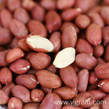 Wholesale Agriculture Products High Quality Red peanuts